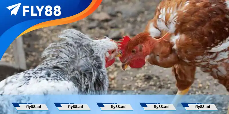 Thức ăn cho gà đá: Bộ phụ gia không thể thiếu